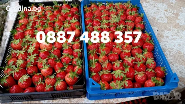 Предлагам разсад ягоди!, снимка 2 - Разсади - 56533410
