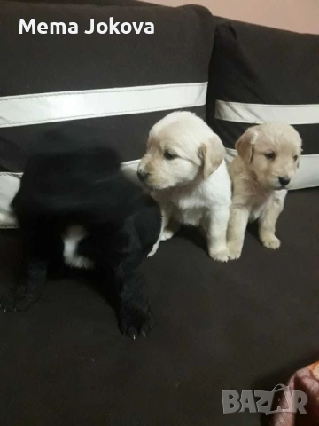 голдън ретривър бебета, снимка 4 - Голдън ретривър - 53133103