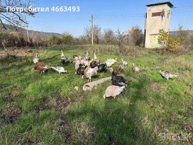 Предлагам домашни пуйки, снимка 4 - Кокошки и пуйки - 52577110