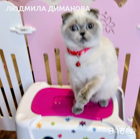 Шотландско момиче със сини очи. , снимка 9 - Британска късокосместа - 53291975