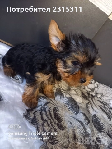 чисто кръвни йорки