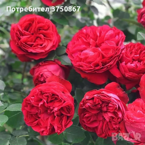 🌹РОЗА 🌹Gpt Red Eden Rose® (Eric Tabarly®) 🌹, снимка 4 - Градински цветя и растения - 51135670