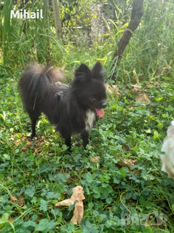 Продавам чихуахуа, снимка 18 - Чихуахуа - 51161252