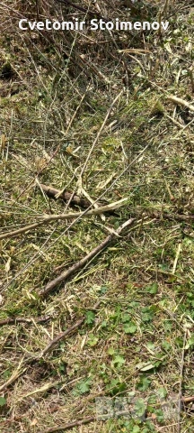 косене на запуснати терени и дворове , снимка 7 - Други почистващи услуги - 53931503