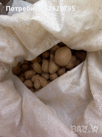 Картофи за семе и консумация, Родопски картофи, снимка 11 - Хранителни добавки - 54196858