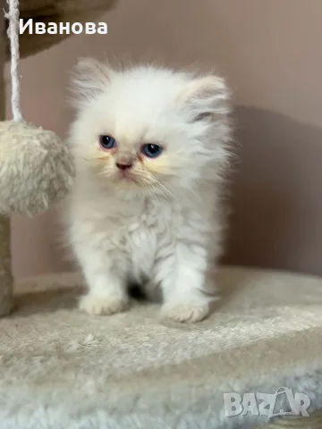 Персийско коте. 