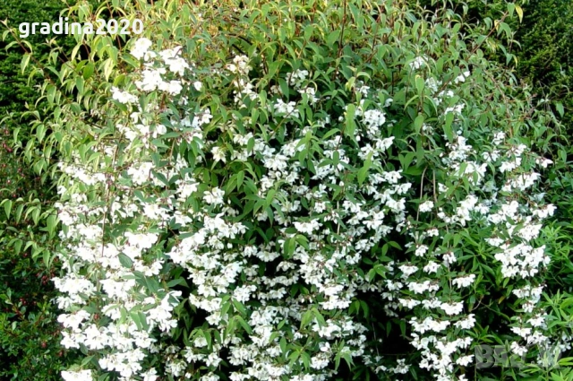 Филаделфус (Philadelphus),, снимка 4 - Разсади - 53200757