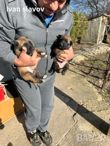 Белгийски овчарки малиноа , снимка 2 - Белгийска овчарка - 53033372