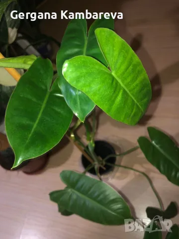 Philodendron Burle Marx 