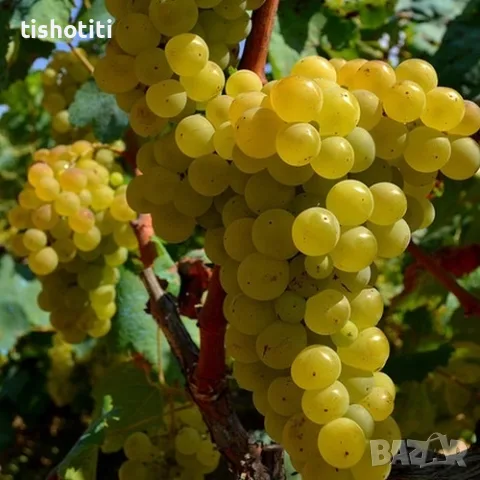 Продавам грозде Мускат Отонел, снимка 3 - Домашни напитки - 55851636