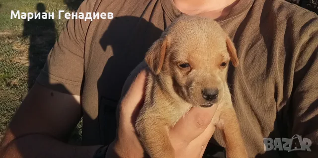 Кученца за трюфели 
