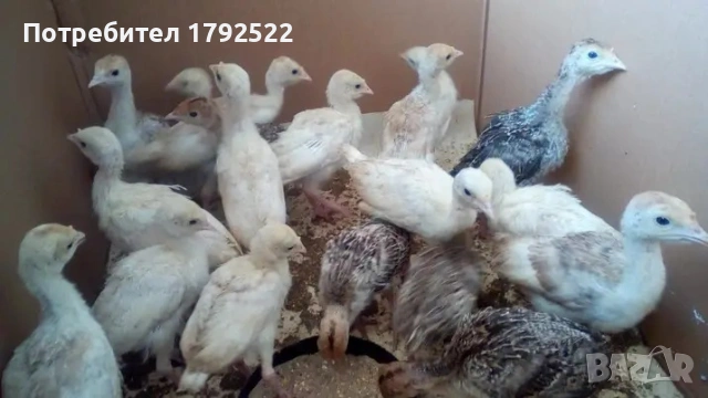 Продавам пуйчета 