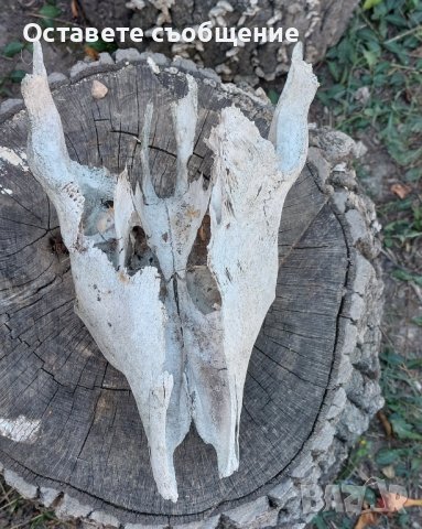 Стар череп от животно за декорация - 2