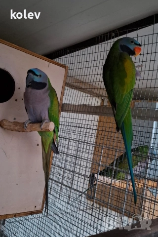 Папагали Китайски Александър/ двойка, снимка 3 - Папагали - 52930682
