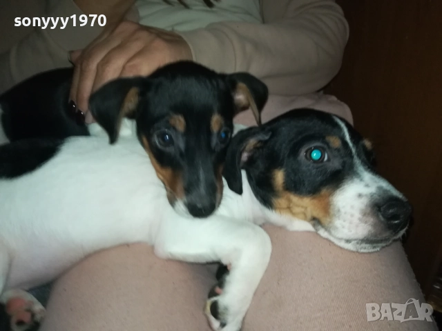 ДЖАК РЪСЕЛ БЕБЕ ПО ИЗБОР-ЖЕНСКО 2910250723, снимка 4 - Джак ръсел териер - 52219038