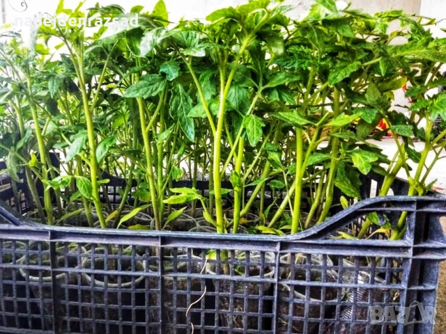 Готов разсад ранни домати краставици ягоди, снимка 4 - Разсади - 53942089