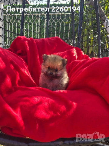 Померан Померанче, снимка 4 - Померан - 54347522