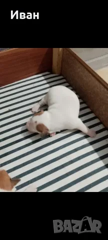 Джак ръсел териер, снимка 6 - Джак ръсел териер - 56300145