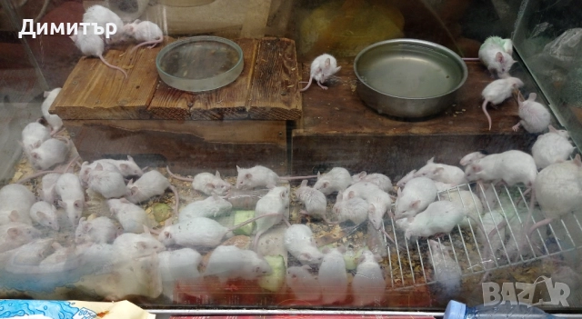 Бели мишки мишкета, снимка 4 - Други - 51510700