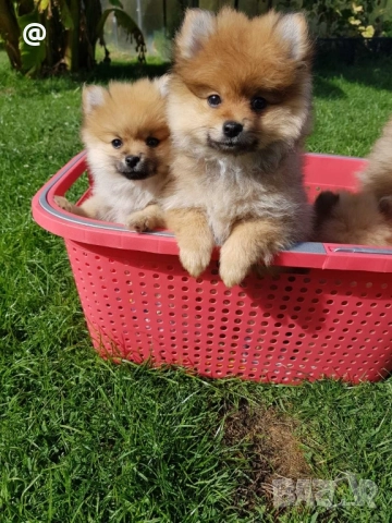 Померан померани Гр. София, снимка 7 - Померан - 51952079