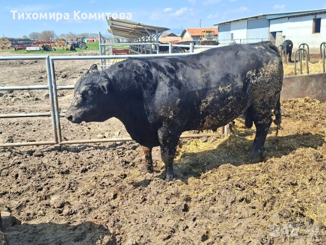 Свободни месодайни телета, снимка 2 - Крави - 54174825