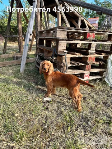 Jenski koker na 3 godini, снимка 2 - Кокер шпаньол - 55878114