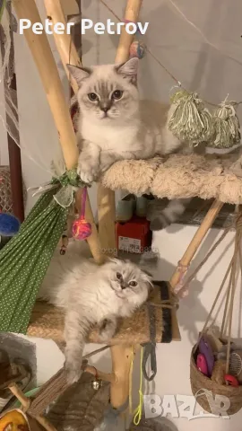 Шотлански котета, снимка 7 - Други - 56529363