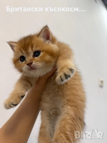 Британски късокосмести , снимка 2 - Британска късокосместа - 52654549