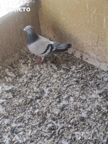 пощенски гълъби