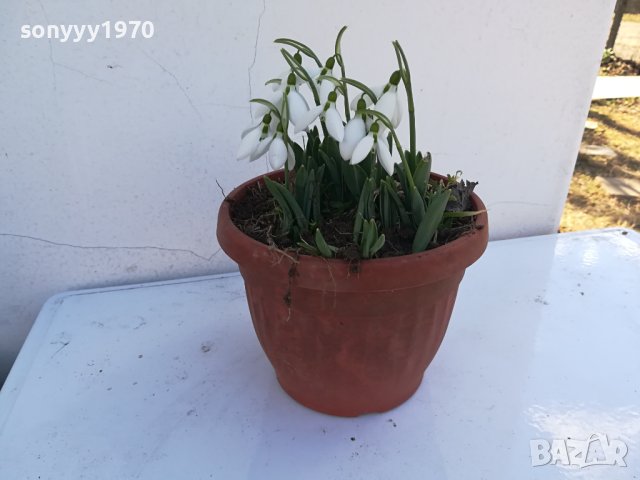 кокиченца в саксия 0602241534, снимка 9 - Градински цветя и растения - 44162412