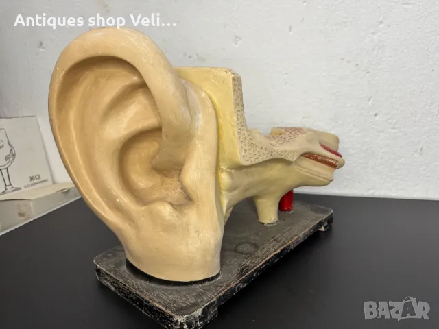 Анатомичен модел на ухо №6851