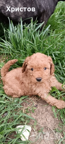 мини пудел бебета , снимка 3 - Пудели - 54294773