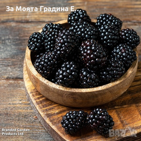 Къпина Лох-Нес без бодли. , снимка 2 - Градински цветя и растения - 54020966