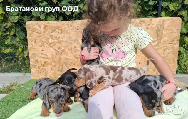 Мини Дакели блу и ред мерле