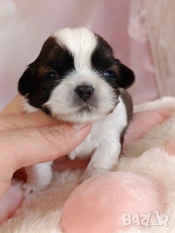 Кученца Ши Тцу /SHIH TZU FCI pedigree , снимка 2 - Ши Тцу - 52464119