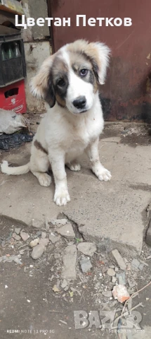 Каракачанки , снимка 1