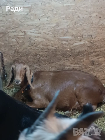 Продавам хубаво пръчле и млада коза., снимка 7 - Кози - 53069139