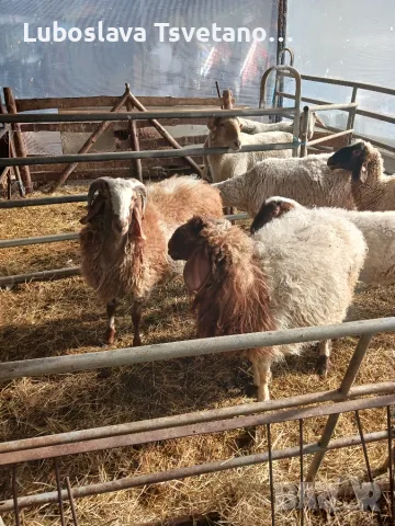 Продавам овце, мъжки шилета, кочове, снимка 7 - Овце - 56316801