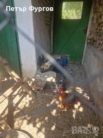 Продавам  2бр.    петлета