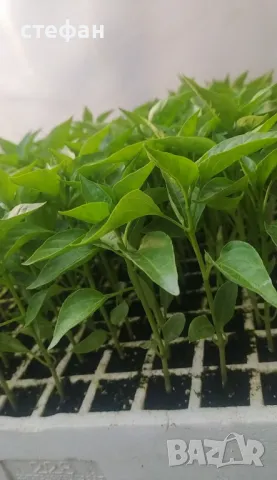 Разсад домати краставици пипер тиквички , снимка 5 - Разсади - 50259704