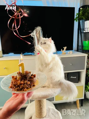 КОТЕНЦЕ УНИКАТ.МОМЧЕНЦЕ, снимка 9 - Чинчили - 56524149