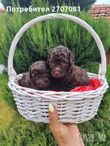 Шоколадови Пудели, снимка 13 - Пудели - 51360640
