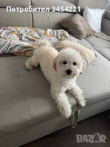 Мъжко Малтипу за разплод