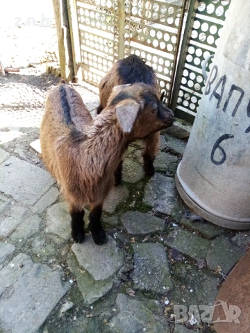 Продавам ярета, снимка 12 - Кози - 54335486