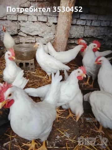 Продавам петлета легхорн, снимка 2 - Кокошки и пуйки - 53990287