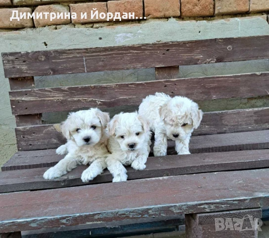 Продавам малки сладки болонки , снимка 1