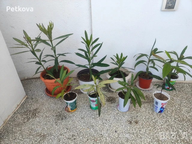 Зокуми и бенджамин, снимка 2 - Стайни растения - 49729118