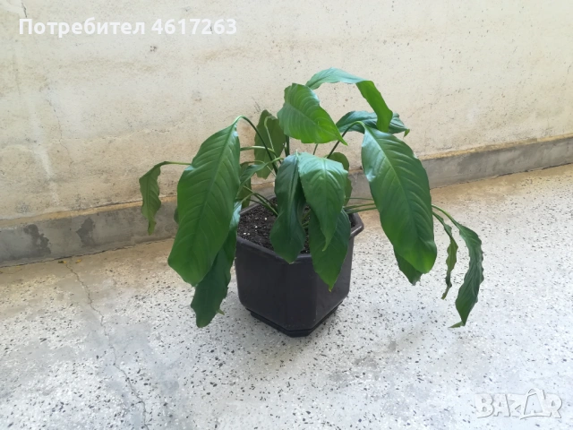 Спатифилиум