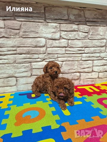 Пудел той момчета , снимка 2 - Пудели - 54180136