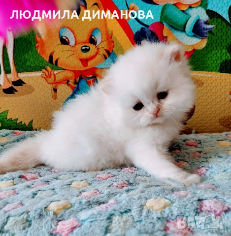 Персийско хималайско мъжко със сини очи. , снимка 5 - Персийска - 54333631